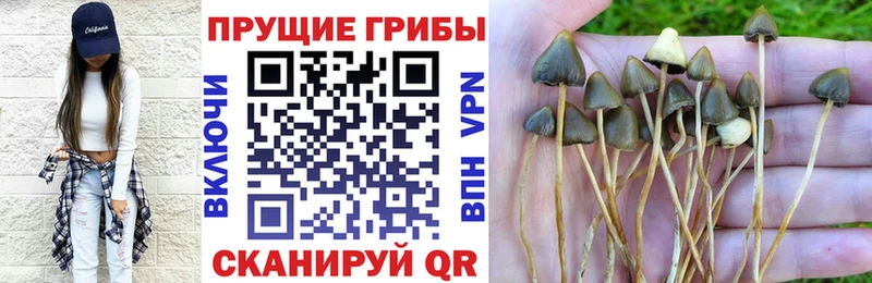 Псилоцибиновые грибы Psilocybine cubensis Сатка